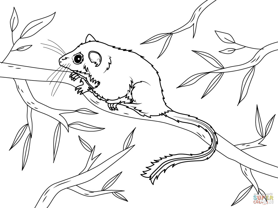 Possum coloring pages