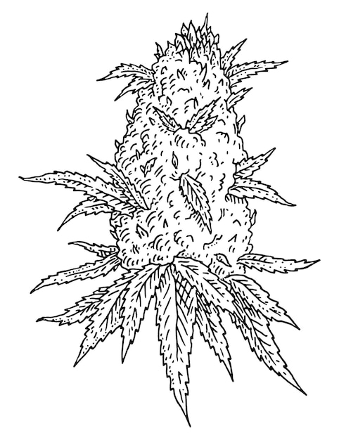 Weed coloring images