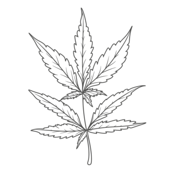 Weed outline png transparent images free download vector files