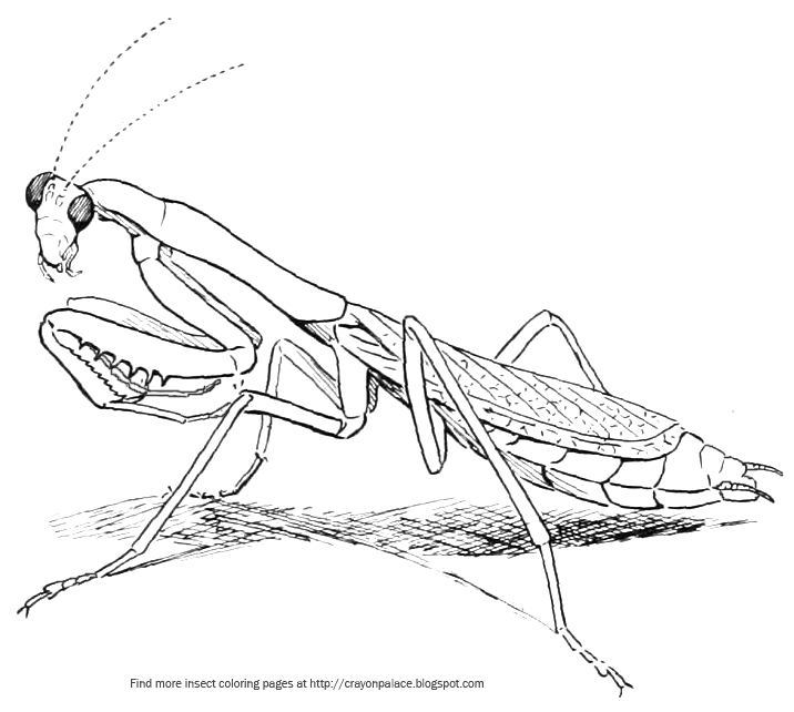 Crayon palace praying mantis coloring page