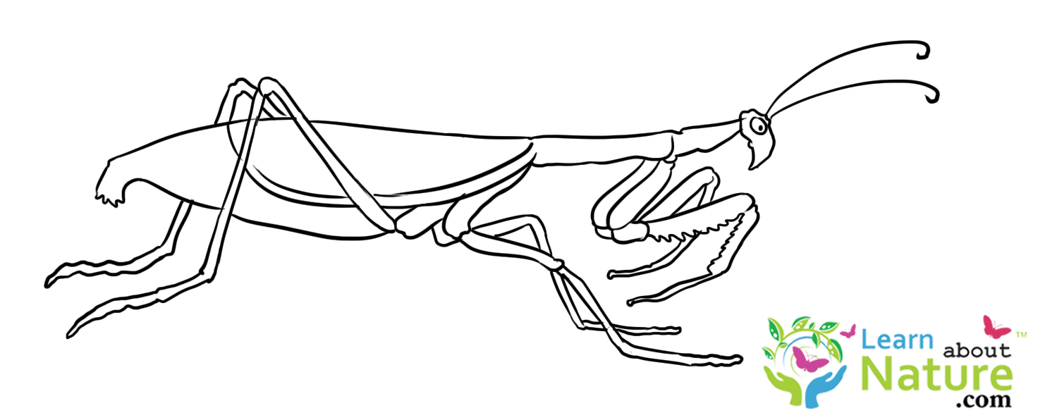 Mantis