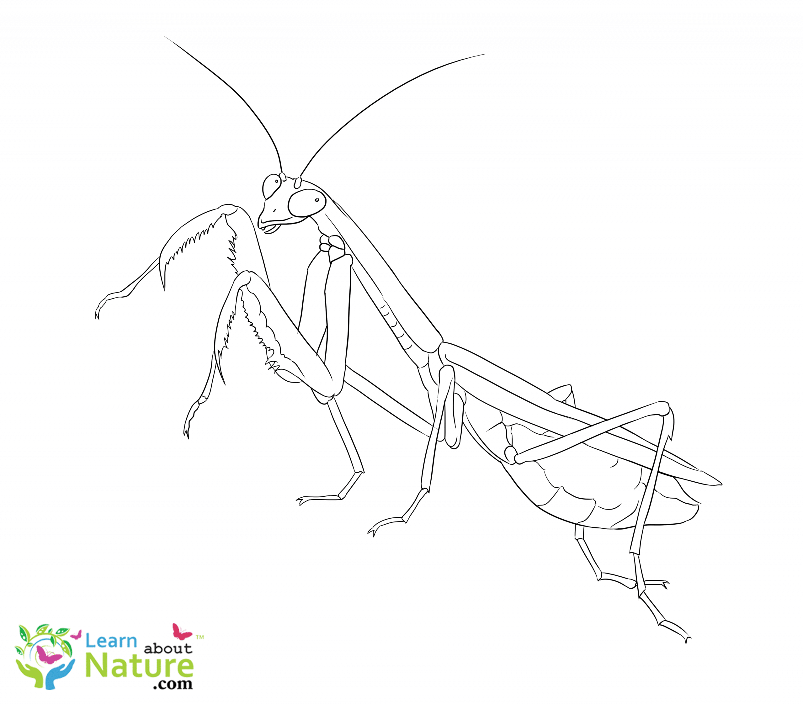 Mantis