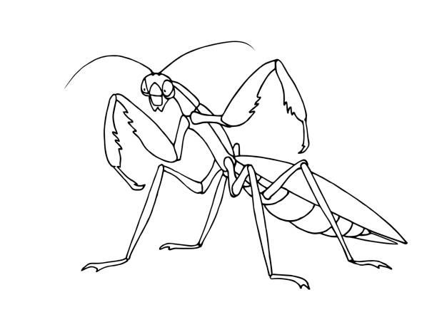 Praying mantis stock illustrations royalty