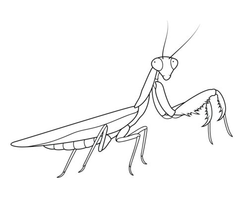 Praying mantis coloring page from praying mantis category select from printable crafts of cartoons nâ praying mantis mantis tattoo insect coloring pages