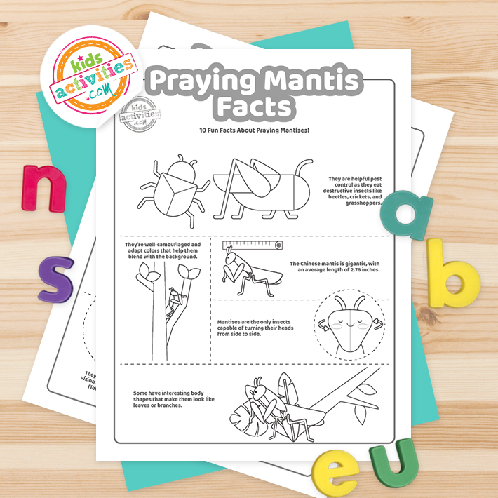 Praying mantis facts for curious kids kids activities blog