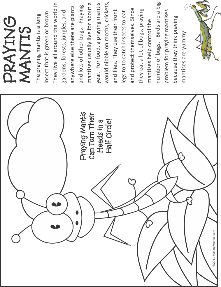 Bug coloring page praying mantis bug coloring pages praying mantis praying mantis life cycle