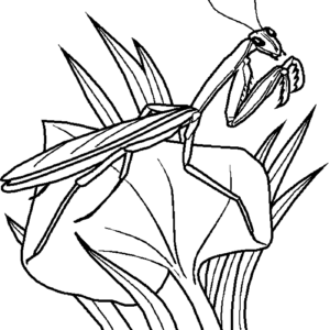Bugs coloring pages printable for free download