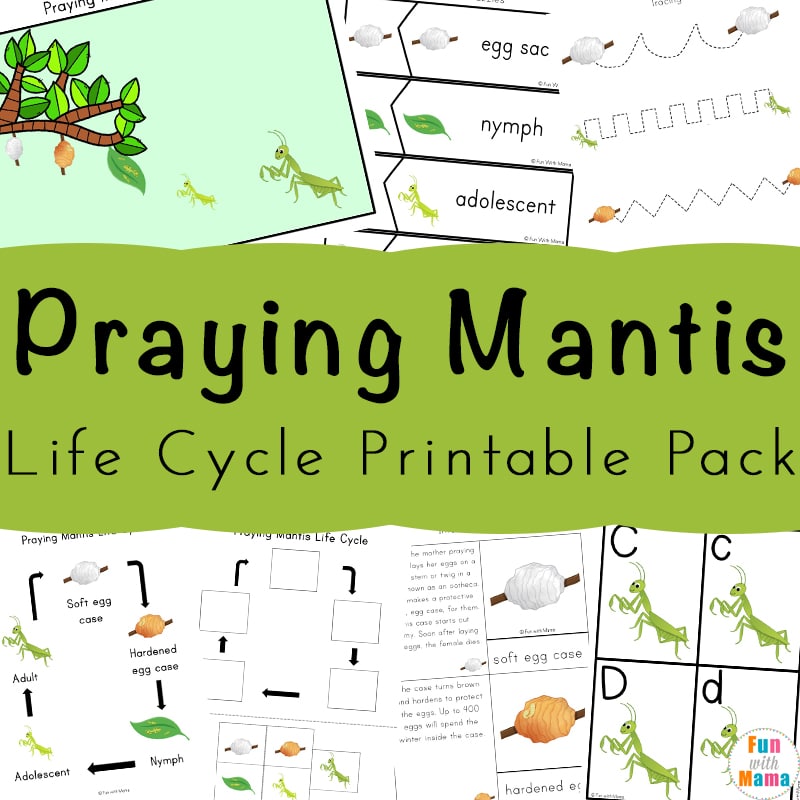 Praying mantis life cycle printable pack