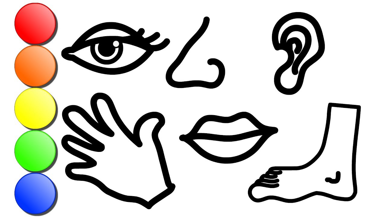 How to draw six body parts cartoon for kids coloring pages for children