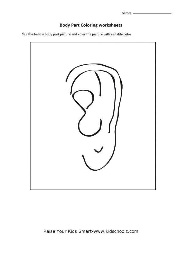 Ear worksheet for kindergarten free preschool worksheets kindergarten worksheets worksheets