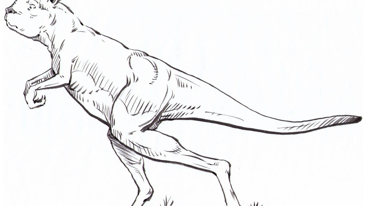 Ancient kangaroos didnt hop and other weird prehistoric animal facts
