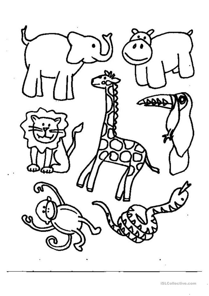 Animals