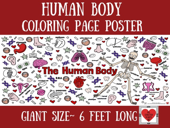 Coloring poster body parts science classroom giant human body coloring banner and paper table covering anatomy kids activities