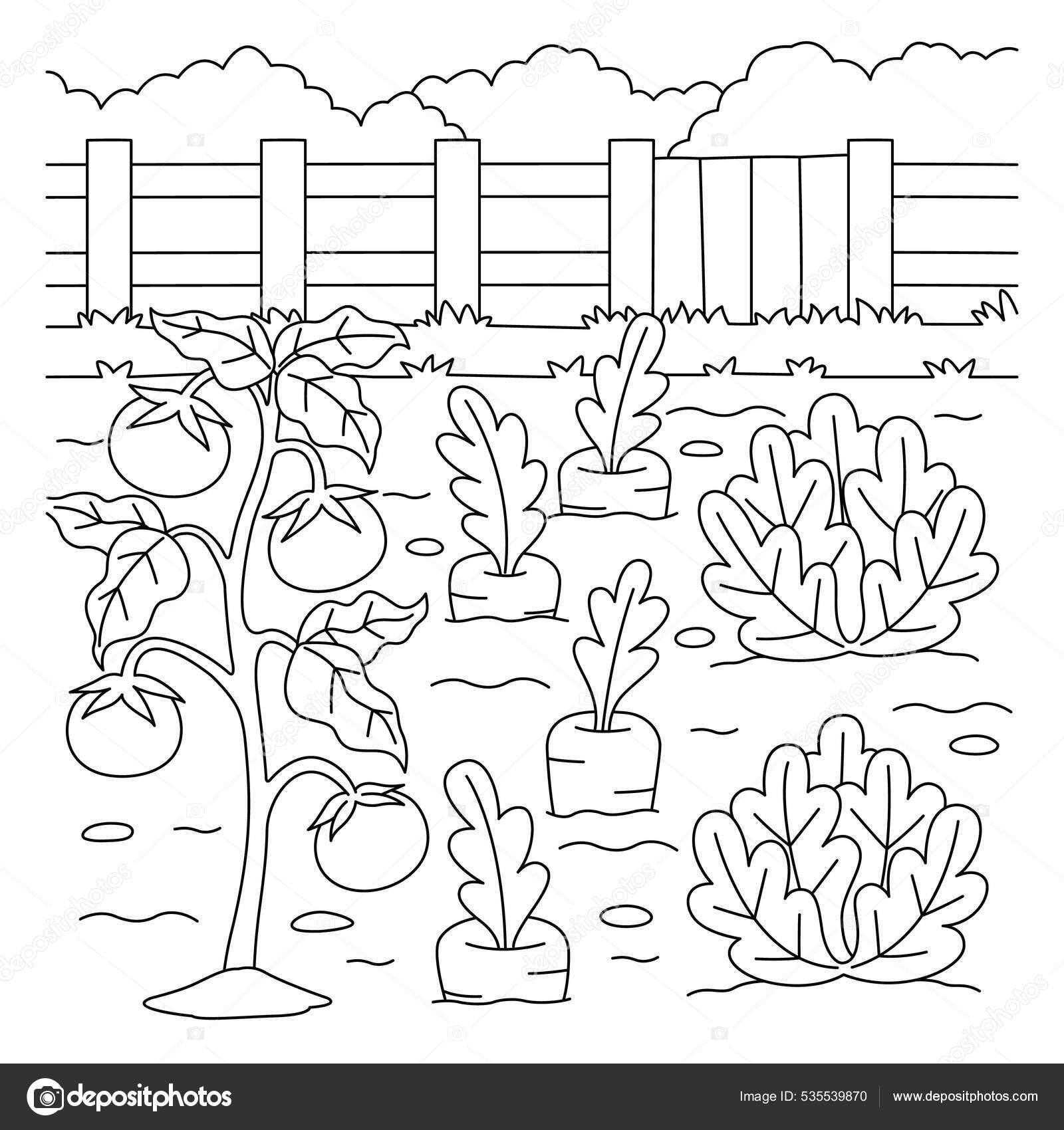 Vegetable field coloring page for kids stock vector by abbydesign