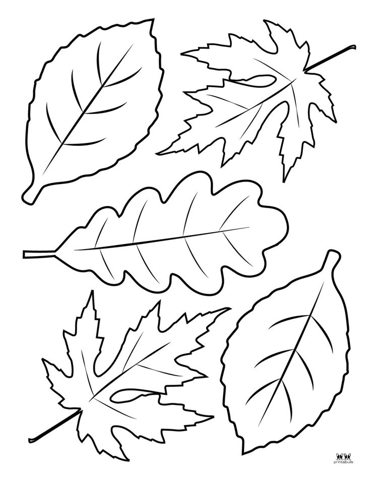 Leaf outlines templates coloring pages