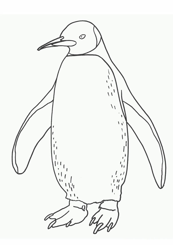 Coloring pages penguin coloring pages for toddlers