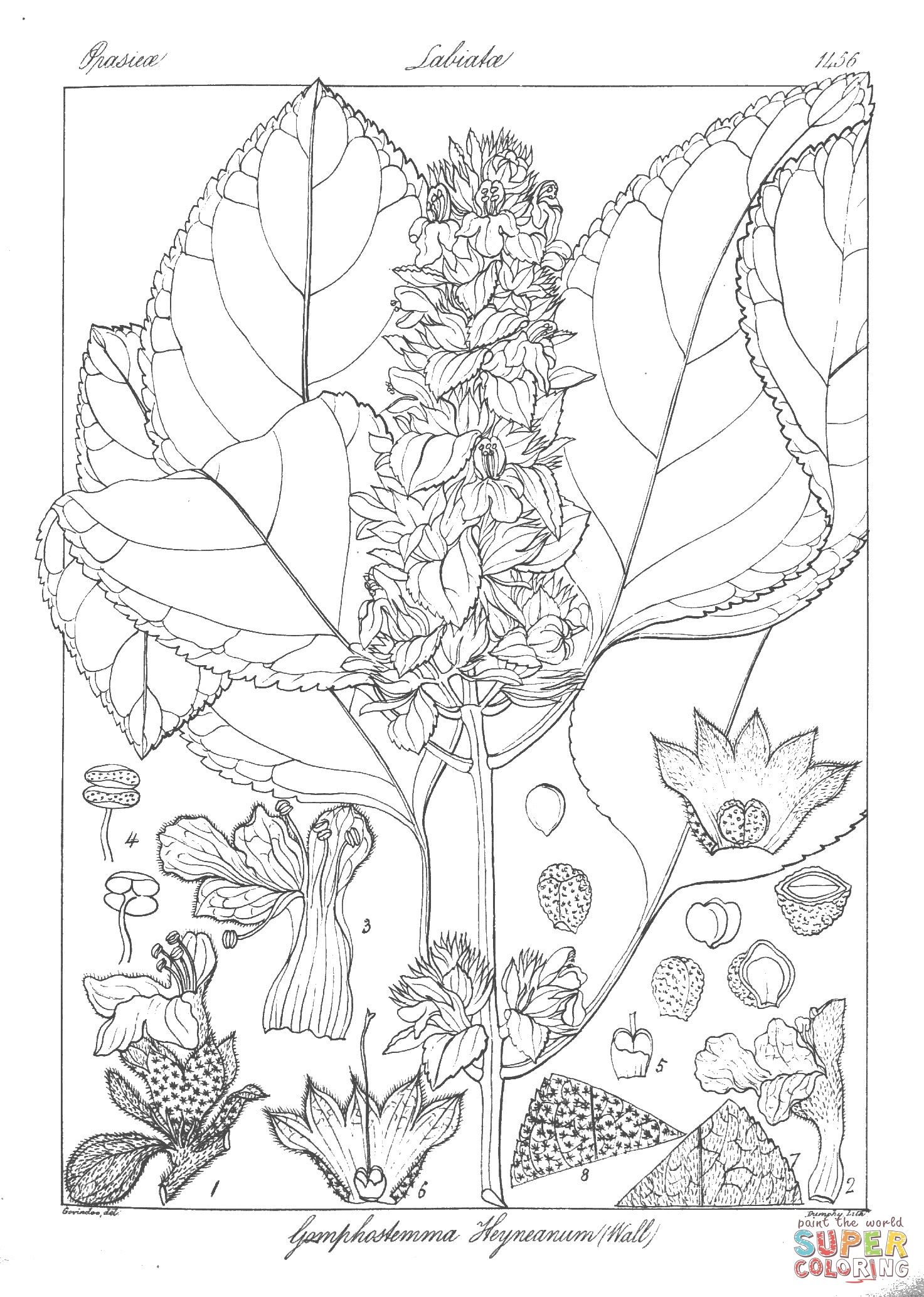 Gomphostemma heyneanum wall coloring page free printable coloring pages