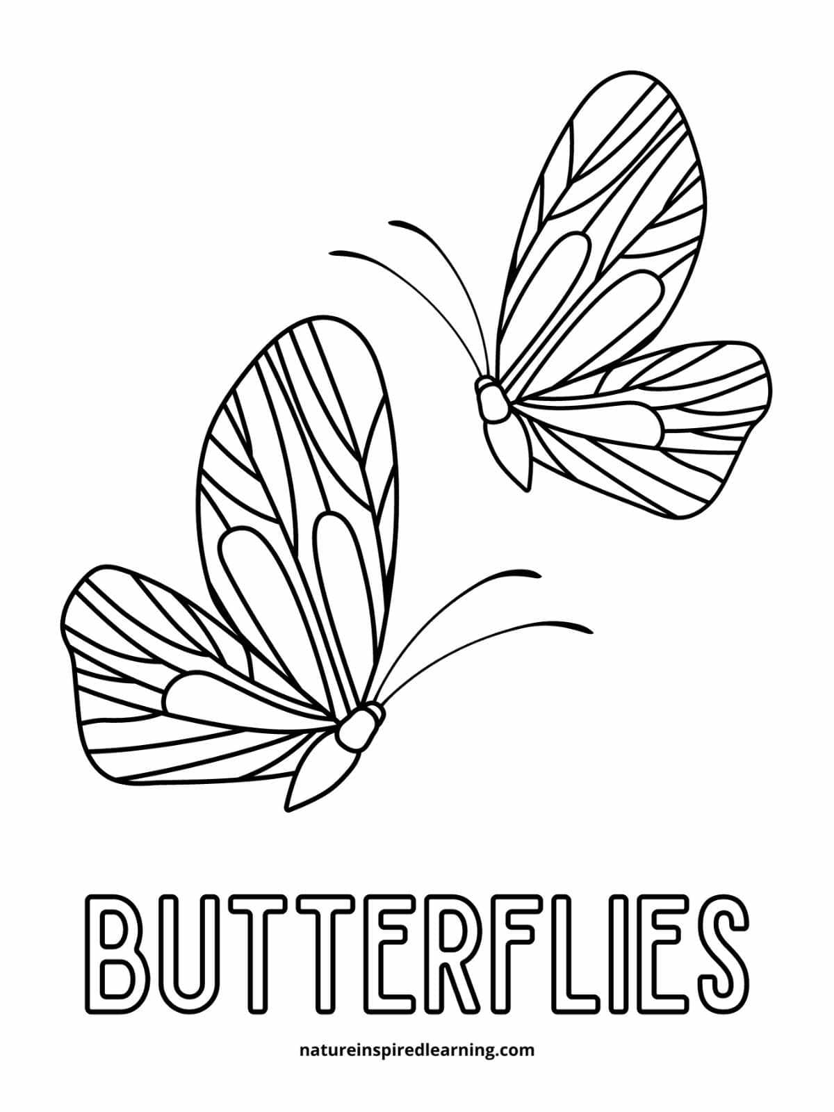 Beautiful butterfly coloring pages