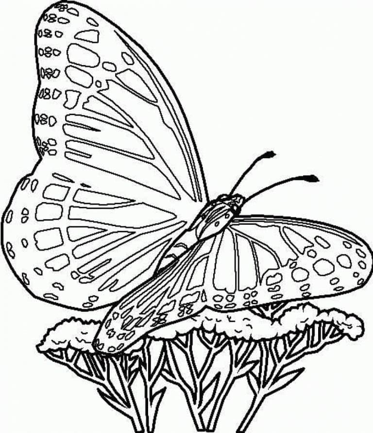 A pretty butterfly coloring page