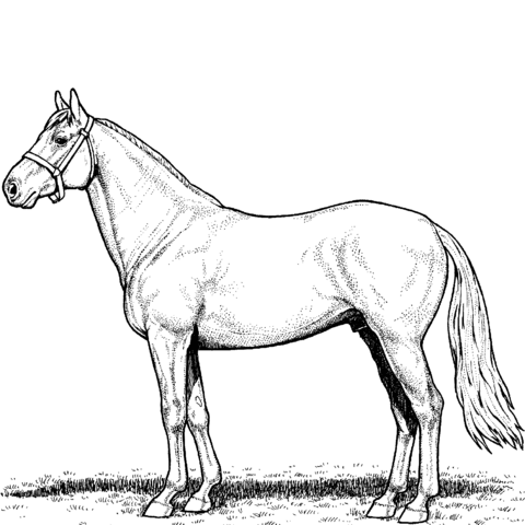 Horse stallion coloring page free printable coloring pages