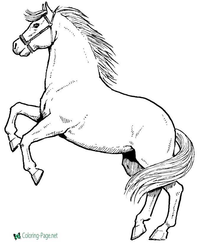 Horse coloring pages stallion