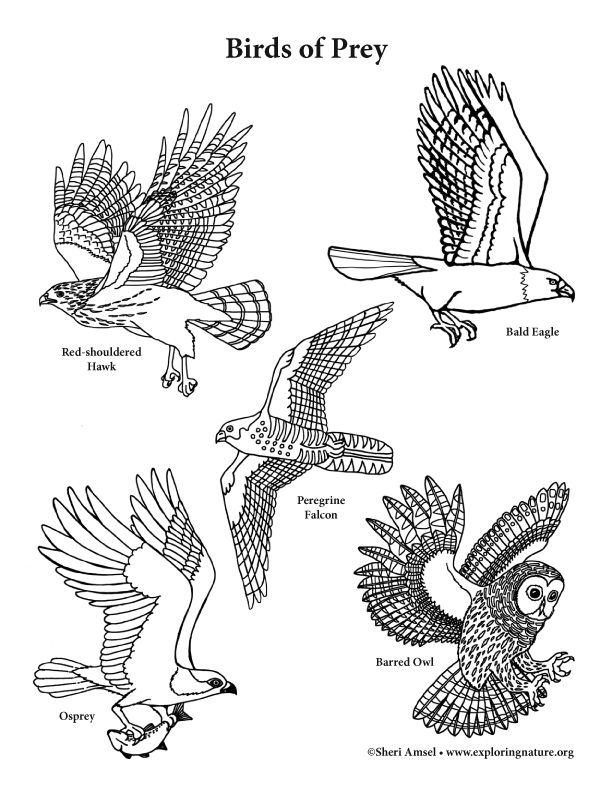 Color and learn about birds of prey on exploringnatureorg birds of prey bird coloring pages turtle coloring pages
