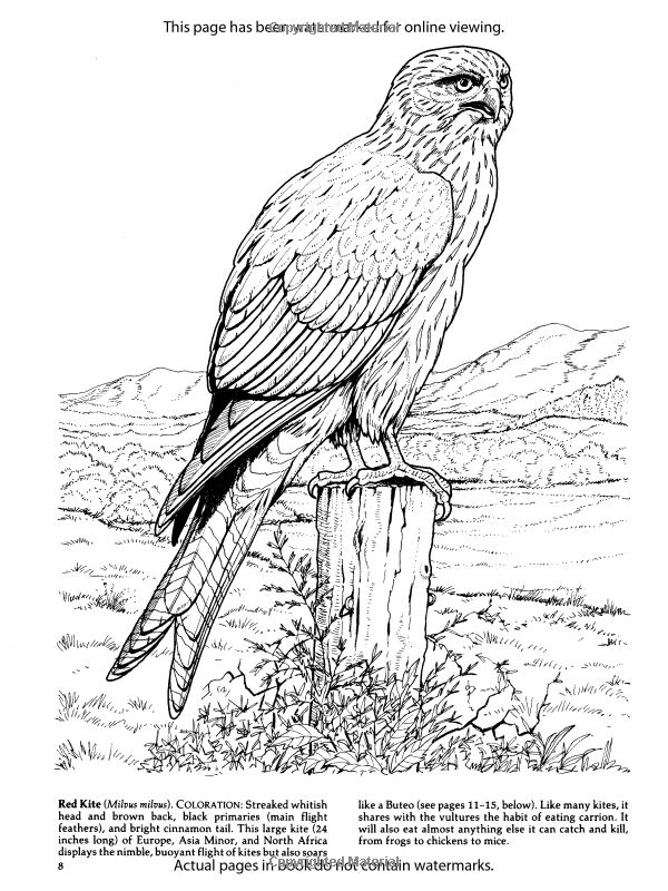 Birds of prey loring book dover nature loring book owl loring pages loring pages dover loring pages