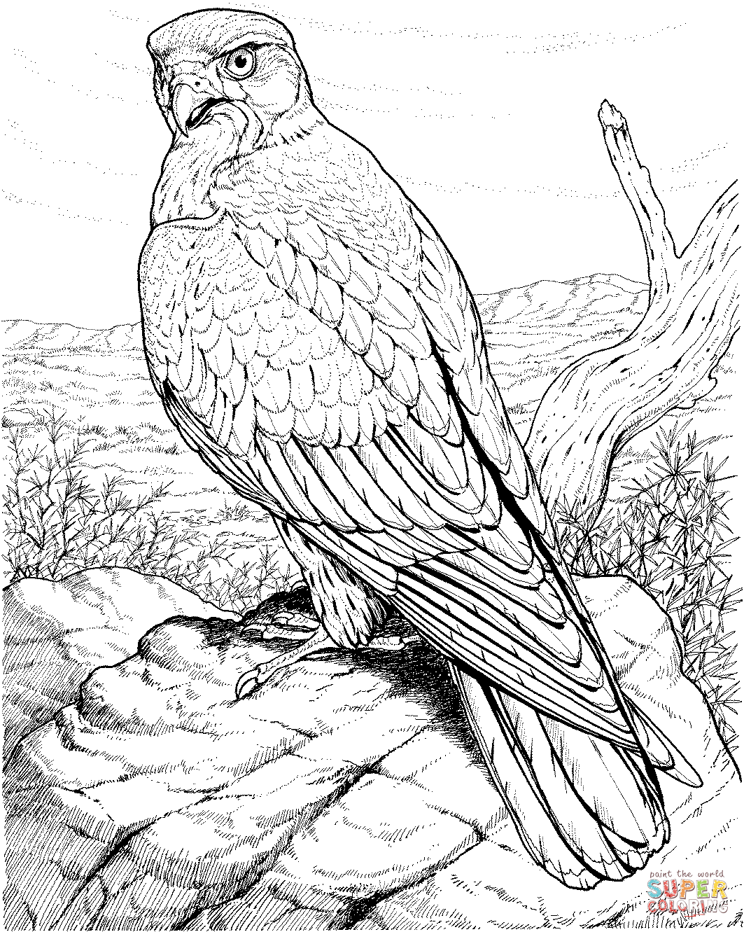 Hawk raptor coloring page free printable coloring pages