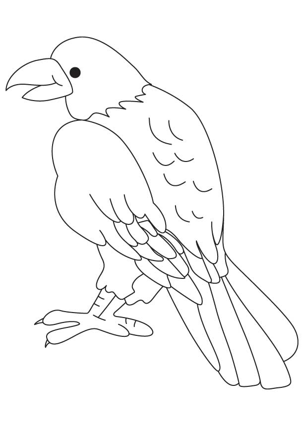 Bird of prey coloring page download free bird of prey coloring page for kids best coloring pages