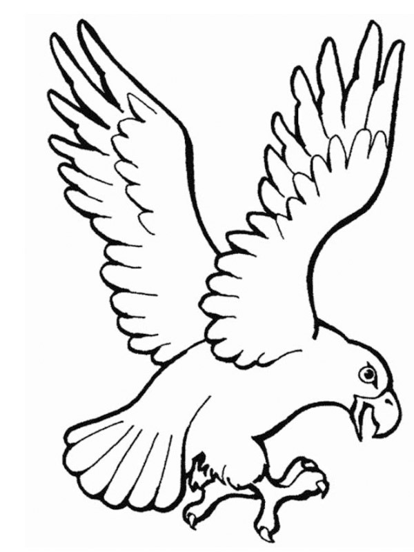 Bird of prey coloring page