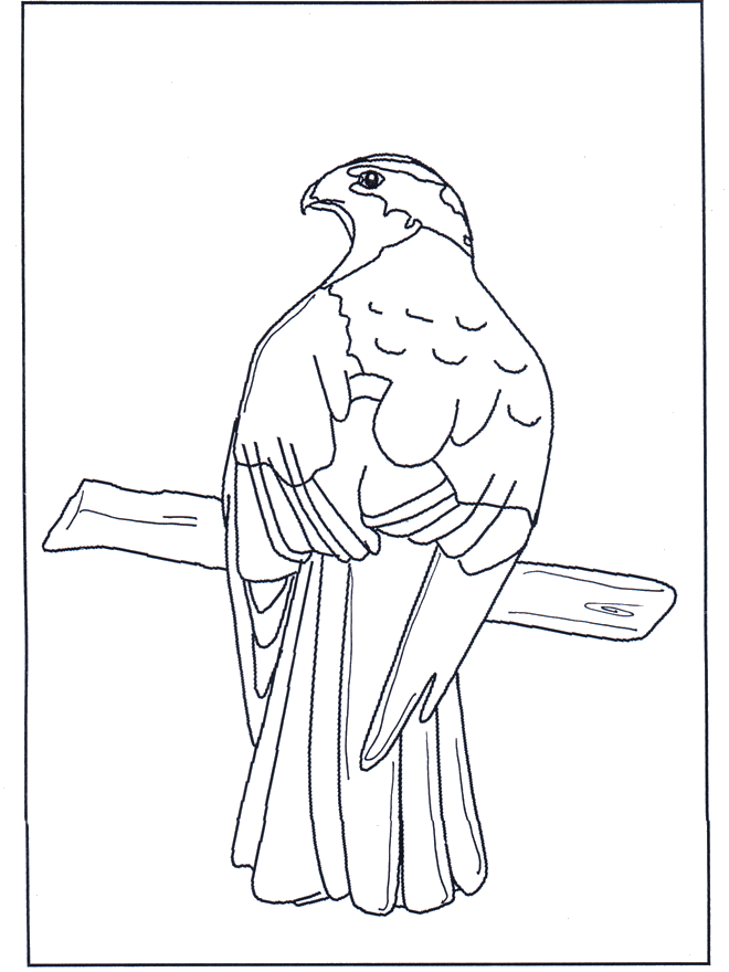 Bird of prey in tree