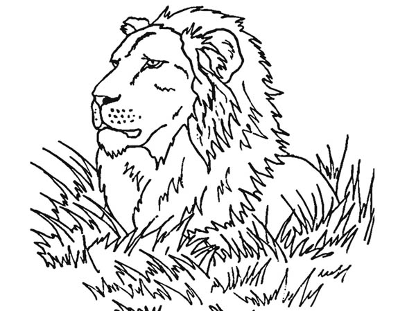 Lion observe his prey coloring page color luna
