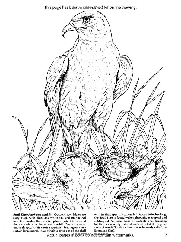 Birds of prey coloring book dover nature coloring book vogels tekenen gratis kleurplaten dieren tekenen