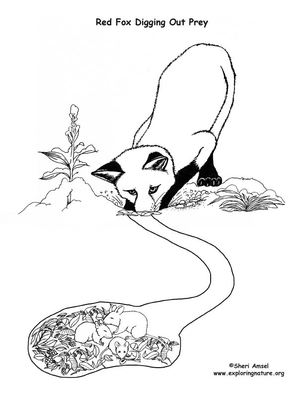 Fox digging out prey â coloring nature