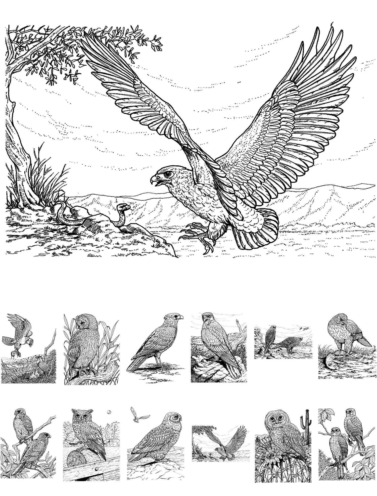 Adult coloring book pages x birds of preyeagle falcon owl flonz vintage designs