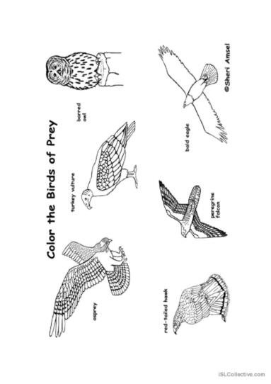 Color the birds of prey pictionary â glish esl worksheets pdf doc