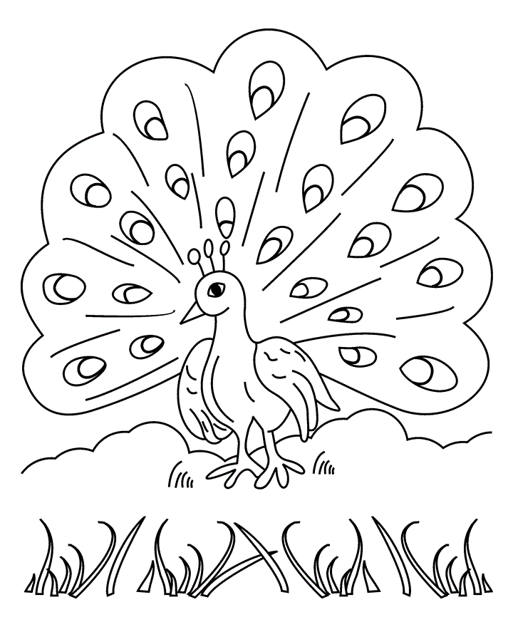 Free printable peacock coloring pages for kids