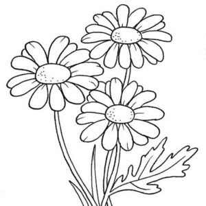 Daisies coloring pages printable for free download