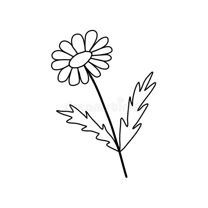 Cartoon daisy flower outline vector stock illustrations â cartoon daisy flower outline vector stock illustrations vectors clipart