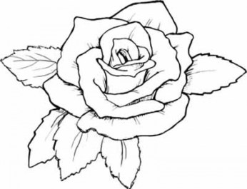 Free printable roses coloring pages for adults