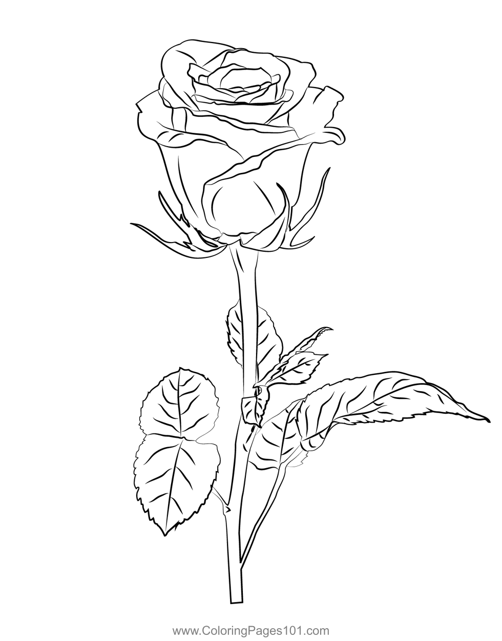 Rose coloring page for kids