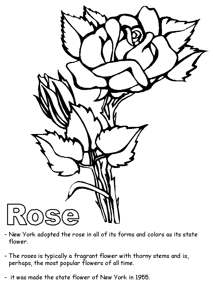 Rose coloring page