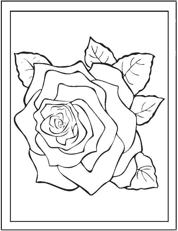 Online coloring pages coloring page a single rose flowers download print coloring page