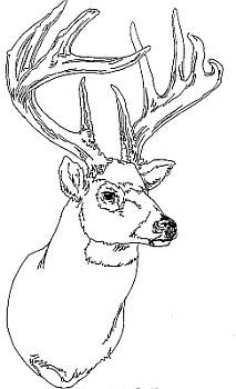 Just the way it is thoughts on deer hunting deer coloring pages animal coloring pages coloring pages