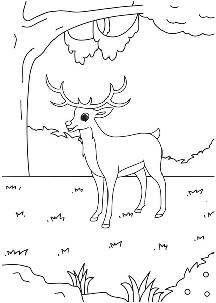 Deer coloring pages royalty