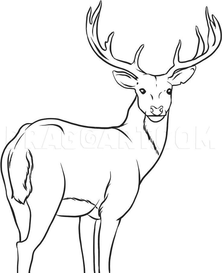 How to draw a deer step by step drawing guide by dawn dragoart deer coloring pages deer drawing easy deer pictures