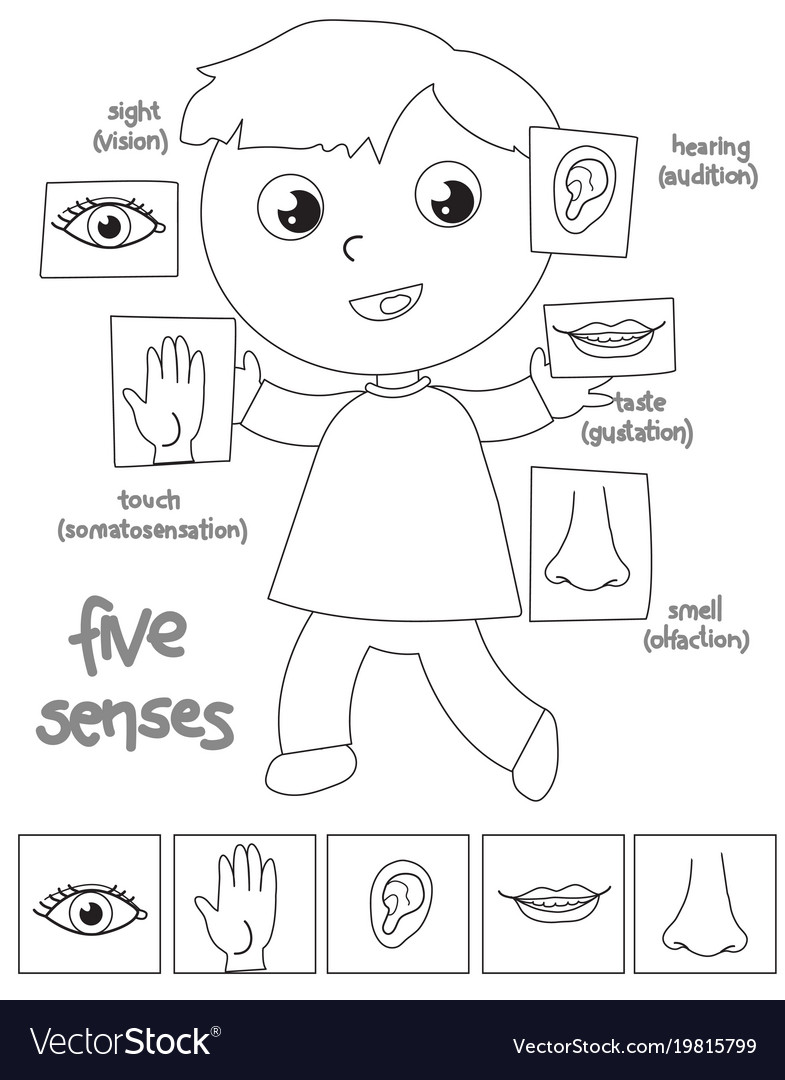 Five senses boy coloring royalty free vector image
