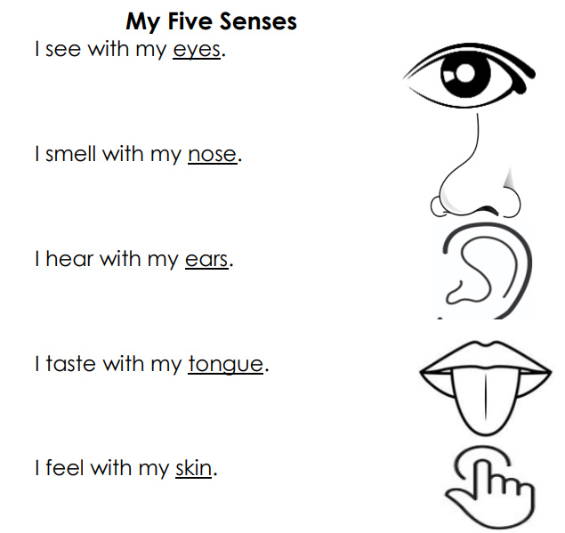 Using our five senses