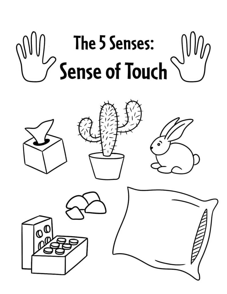 The senses worksheets for preschool â the hollydog blog