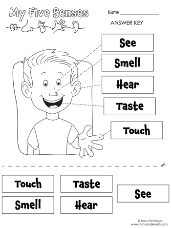 Five senses worksheet â tims printables